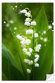 Autocolante decorativo Lily of the valley