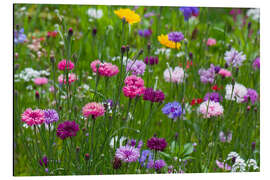 Aluminium print Summer meadow