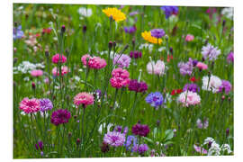 Foam board print Summer meadow