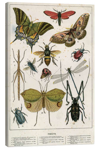 Canvas print Insects