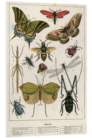 Foam board print Insects