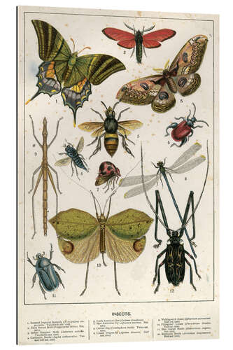 Gallery print Insects