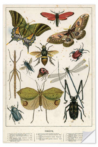 Sticker mural Insectes