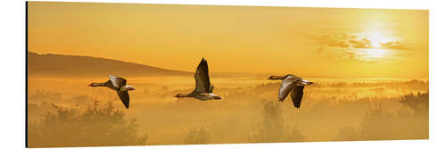 Aluminium print The flight of the wild geese