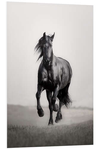 Foam board print Horse Friesian in the steppe