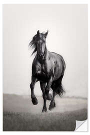 Wall sticker Horse Friesian in the steppe