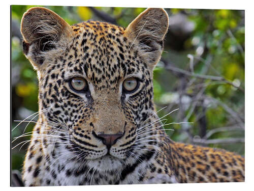 Aluminium print The leopard - Africa wildlife