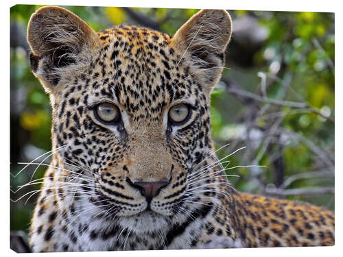 Canvas print The leopard - Africa wildlife