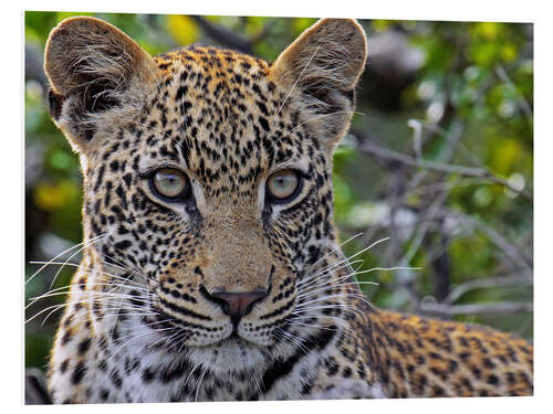 Foam board print The leopard - Africa wildlife