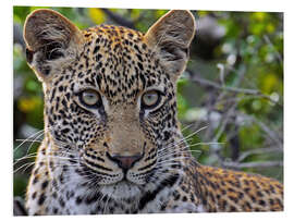 Foam board print The leopard - Africa wildlife