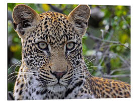 Gallery Print Leopard - Afrika wildlife