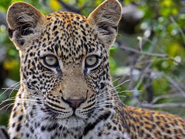 Magnettafel Leopard - Afrika wildlife