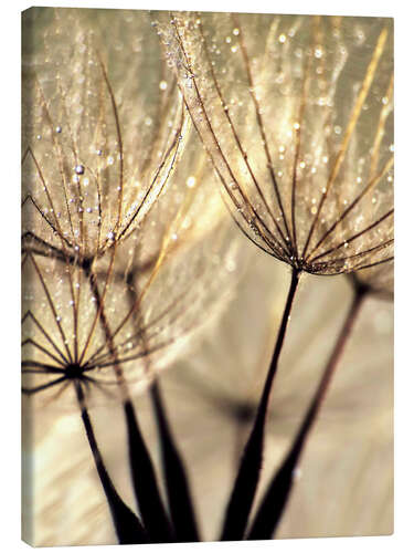 Canvas print Dandelion vanilla sky