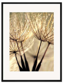 Gerahmter Kunstdruck Pusteblume Vanillasky