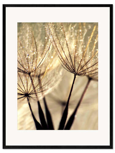 Ingelijste kunstdruk Dandelion vanilla sky