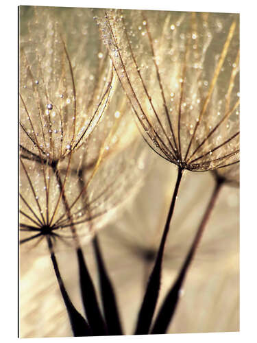 Gallery print Dandelion vanilla sky