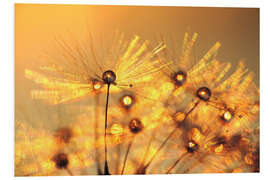 Foam board print Dandelion golden beads