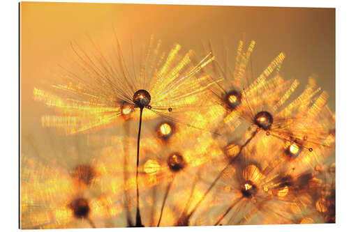 Galleritryk Dandelion golden beads