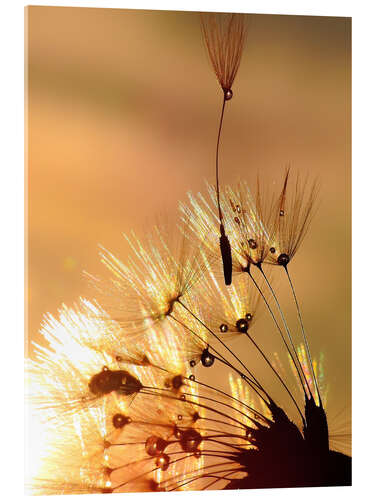 Akryylilasitaulu Dandelion golden touch