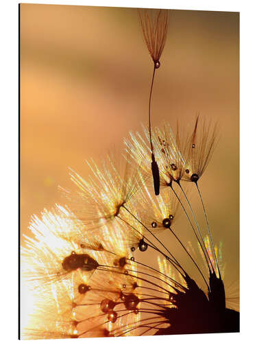 Aluminium print Dandelion golden touch