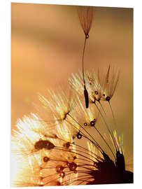 Foam board print Dandelion golden touch