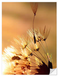 Naklejka na ścianę Dandelion golden touch