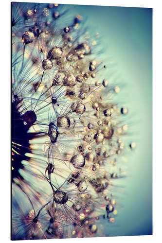 Aluminium print Dandelion blue crystal