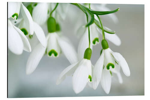 Aluminium print Snowdrop Flowers in Spring