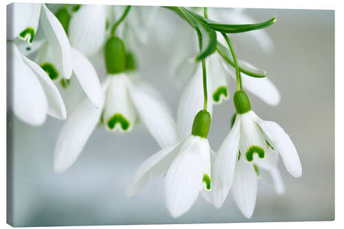 Lienzo Snowdrop Flowers in Spring