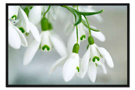 Gerahmter Kunstdruck Schneeglöckchen im Frühling