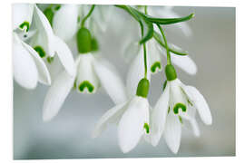 Foam board print Snowdrop Flowers in Spring