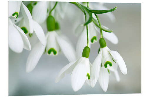 Galleritryk Snowdrop Flowers in Spring