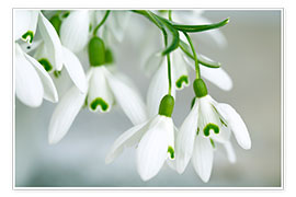 Print  Snowdrop Flowers in Spring - Nailia Schwarz