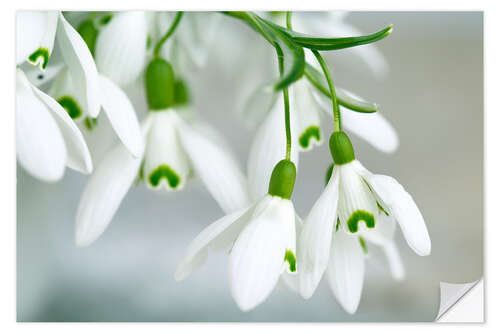 Naklejka na ścianę Snowdrop Flowers in Spring