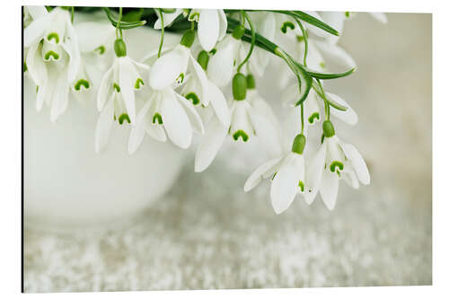 Aluminiumsbilde Snowdrop Flowers