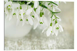 Gallery print Snowdrop Flowers