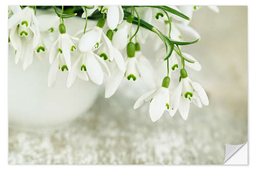 Selvklebende plakat Snowdrop Flowers