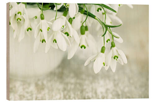 Trebilde Snowdrop Flowers