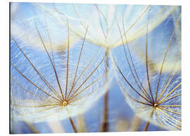 Alubild Pusteblume unter blauem Himmel