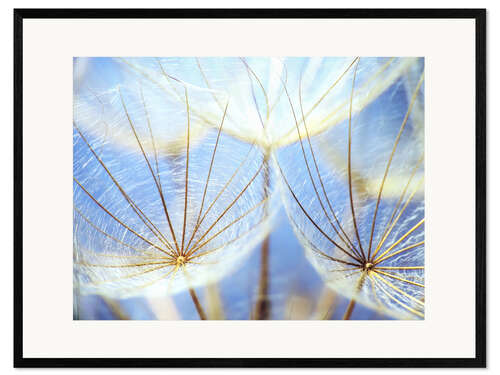 Impresión de arte enmarcada Dandelion in blue sky