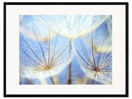 Impresión de arte enmarcada Dandelion in blue sky