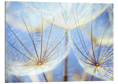 Stampa su plexi-alluminio Dandelion in blue sky