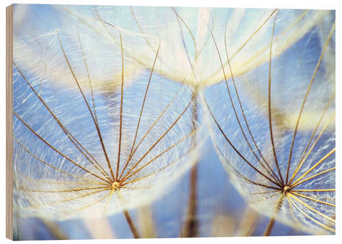 Wood print Dandelion in blue sky