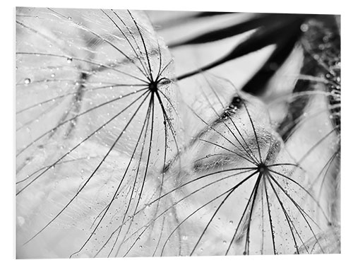 Foam board print Dandelion black and white