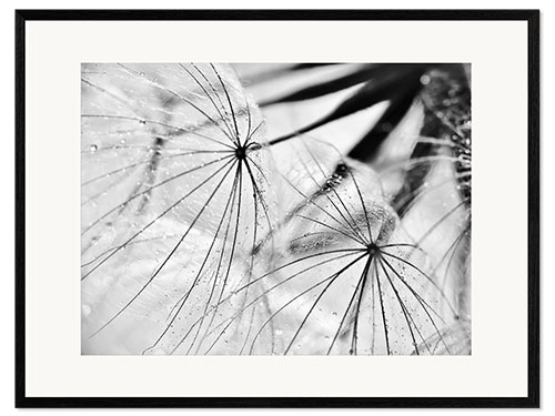 Stampa artistica con cornice Dandelion black and white
