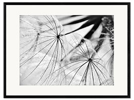 Kehystetty taidepainatus Dandelion black and white