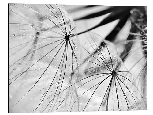 Gallery print Dandelion black and white