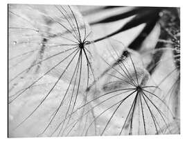 Magnettafel Pusteblume schwarzweiß