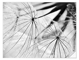 Wall sticker Dandelion black and white