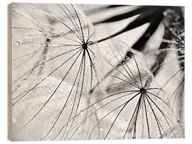 Holzbild  Pusteblume schwarzweiß - Julia Delgado